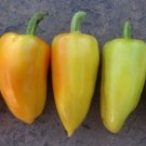 Peppers Antohis Capsicum Annuums S Green Leaves White Flowers 20 Seeds Indoor Outdoor Garden