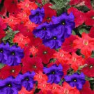 Petunia 50 Pelleted Logro Lowrider Mix Large Flowers Seeds Fresh Garden