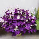 Purple Shamrock Good Luck Plant Flowers 10 Seeds Fresh Garden Purple Shamrock Good Luck Plant Flowers 10 Seeds Fresh Garden
