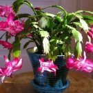 Red Christmas Cactus Flowering Trees Flowers Planting 25 Seeds Fresh Garden Red Christmas Cactus Flowering Trees Flowers Planting 25 Seeds Fresh Garden