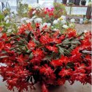 Red Christmas Cactus Flowering Trees Flowers Planting Garden 25 Seeds Fresh Garden Red Christmas Cactus Flowering Trees Flowers Planting Garden 25 Seeds Fresh Garden