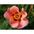 Rose Ringo Landscape All Star Melon Orange Pink Flowers Live Plant 4_ Pot Indoor Outdoor Garden Rose Ringo Landscape All Star Melon Orange Pink Flowers Live Plant 4_ Pot Indoor Outdoor Garden