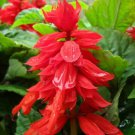 Salvia Improved Mojave True Red Flowers Deep Green Broad Leaf In Out 50 Seeds Indoor Outdoor Garden Salvia Improved Mojave True Red Flowers Deep Green Broad Leaf In Out 50 Seeds Indoor Outdoor Garden