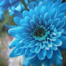 Sky Blue Chrysanthemum Mums Flowers 200 Seeds Fresh Garden