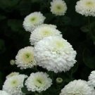 Snow White Chrysanthemum Mums Flowers 200 Seeds Fresh Garden Snow White Chrysanthemum Mums Flowers 200 Seeds Fresh Garden
