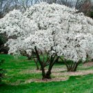 Stellata Magnolia Shrub Like Tree That Produces White Star Shaped Flowers 4_ Pot Indoor Outdoor Gard Stellata Magnolia Shrub Like Tree That Produces White Star Shaped Flowers 4_ Pot Indoor Outdoor Gard