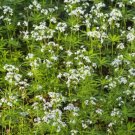 White Galium Ground Cover Flowers Sweet Woodruff Odoratum 200 Seeds Fresh Garden White Galium Ground Cover Flowers Sweet Woodruff Odoratum 200 Seeds Fresh Garden