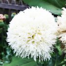 White Poppy Peony Flowers Double Blooms Huge Blooms 50 Seeds Grown 6 Fresh Garden