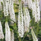 White Veronica 150 Seeds Speedwell Royal Candle Flower Perennial Flowers Fresh Garden