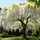 Wisteria Falls Amethyst Vine Double Powder Blue Flowers Live Plant 4_ Pot Indoor Outdoor Garden