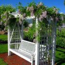 Wisterias Blue Flowers Fragrant Huge Vines Moons Blooms Live Plant 4_ Pot Indoor Outdoor Garden
