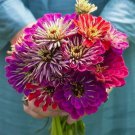 Zinnia Meteor Shower Mixed Colors 5 Flowers 100 Seeds Fresh Garden