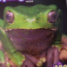 Menagerie Green Frog Jigsaw Puzzle 100 Pieces