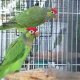 Lorikeets