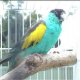 Hooded Parrots