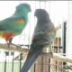 Mulga Parrots