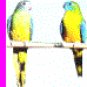 Turquoise Parrots