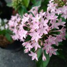 25 Pink Pentas Seeds Pentas Lanceolata Butterfly Flower Non-GMO Garden Blooms
