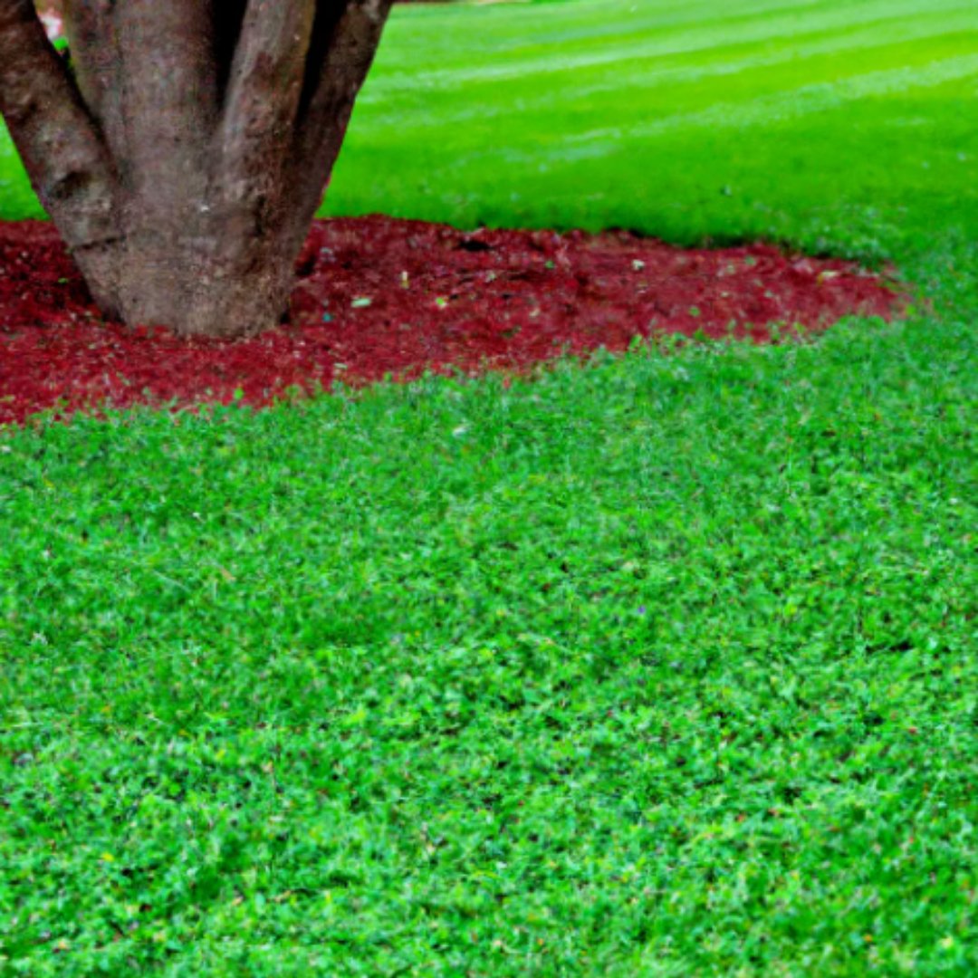 5000 Seeds Micro Clover Seeds