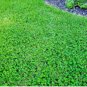 5000 Seeds Micro Clover Seeds
