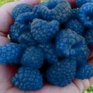 50 Seeds Blue Raspberry Bush Seeds Sweet Edible Berry Fruits Usa Seller 50 Seeds Blue Raspberry Bush Seeds Sweet Edible Berry Fruits Usa Seller
