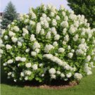 50 Hydrangea Seeds White Flower Bush Hedge Shrub Hydrangea Quercifolia