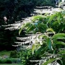 100 Lily Of The Valley Sourwood Seeds Oxydendrum Arboreum Honey Bee Tree