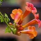 100 Seeds Flower Vine Seeds Perennial Trumpet Creeper Campsis Radicans Usa Seller