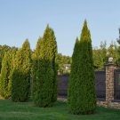 50 Seeds Thuja Tree Seeds Thuja Occidentalis White Cedar Arborvitae Hedge Row