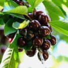 20 Black Cherry Seeds Sweet Edible Fruit Usa Native Tree Prunus Serotina