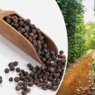 20 Black Peppercorn Piper Nigrum Vine Seeds Medicinal Usa Seller