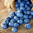 100 Seeds Blueberry Seeds Dwarf Top Hat Low Bush Variety Sweet Edible Fruits