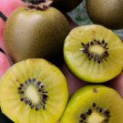 50 Seeds Golden Kiwi Seeds Growing Edible Fruit Vine Actinidia Chinensis 50 Seeds Golden Kiwi Seeds Growing Edible Fruit Vine Actinidia Chinensis