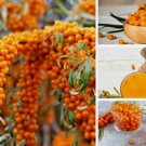 50 Seeds Seaberry Seeds Sea Buckthorn Edible Medicinal Berry Fruit Tree