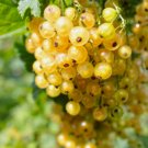 20 Golden Currant Berry Seeds Ribes Aureum Edible Fruit Bush Vine