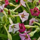 1500 Seeds Jasmine Flowering Tobacco Nicotiana Alata Flower Seed Mix Nongmo Herb