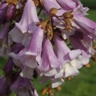 100 Seeds Royal Empress Tree Seeds Paulownia Tomentosa Purple Flowers Fast Growing 100 Seeds Royal Empress Tree Seeds Paulownia Tomentosa Purple Flowers Fast Growing