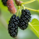 50 Seeds Black Mulberry Tree Seeds Morus Nigra Sweet Edible Fruits