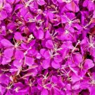 500 Seeds Fireweed Seeds Rosebay Perennial Medicinal Herb Flower Bulk