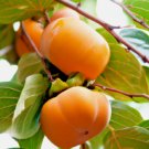 5 Japanese Persimmon Seeds Diospyros Kaki Edible Fruit Tree Usa