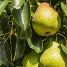10 Bartlett Pear Tree Seeds Pyrus Communis Sweet Edible Fruits 10 Bartlett Pear Tree Seeds Pyrus Communis Sweet Edible Fruits