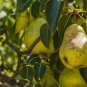 10 Bartlett Pear Tree Seeds Pyrus Communis Sweet Edible Fruits