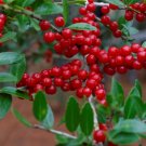 40 Yaupon Holly Bush Hedge Seeds Ilex Vomitoria Usa Native Caffiene Tea Shrub
