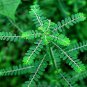 100 Capsule Phyllanthus Urinaria 600mg Kidney Liver Blood Health Stomach Ulcers Gout NO CHEMICAL