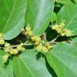 100 Capsule Guazuma Ulmifolia Mutamba Leaf 600mg Lose Weight Fat Burner Body Health NO CHEMICAL