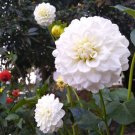 25 Boom Boom White Dahlia Seeds Perennial Flower Seeds Full Double Blooms Easy to Grow