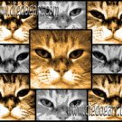 Cat Canvas Art - Submit YOUR dog!