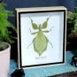 Rare Framed Leaf Insect Taxidermy Collection in Wood & Glass Frame – 5" x 6"