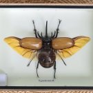 Framed Insect Five-Horned Beetle Collection in Wood & Glass Frame – 5" X 6" Framed Insect Five-Horned Beetle Collection in Wood & Glass Frame – 5" X 6"