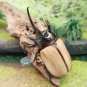 Framed Insect Five-Horned Beetle Collection in Wood & Glass Frame – 5" X 6"